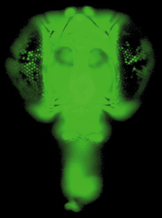 Figure 1: Silencing of a transgene in a fruit fly...